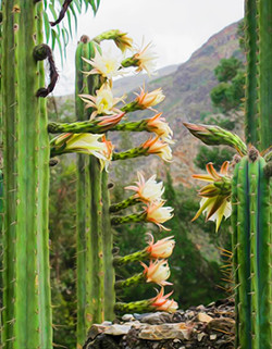 schmale Form. Der heilige San-Pedro-Kaktus hat eine schöne 